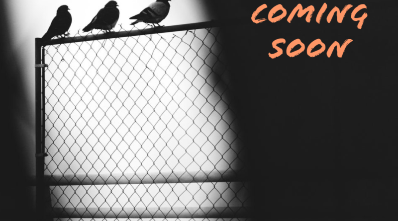 Pigeons sat on a railing, new project coming soon text displayed